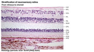 ANATOMY OF RETINA and not physiology of eyepdf | PDF