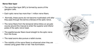 ANATOMY OF RETINA and not physiology of eyepdf | PDF