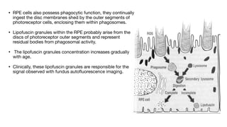 ANATOMY OF RETINA and not physiology of eyepdf | PDF