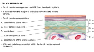 ANATOMY OF RETINA and not physiology of eyepdf | PDF