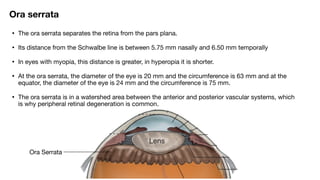 ANATOMY OF RETINA and not physiology of eyepdf | PDF