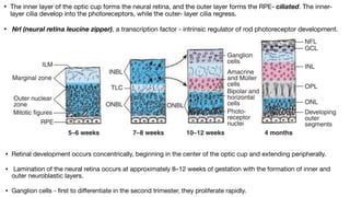ANATOMY OF RETINA and not physiology of eyepdf | PDF