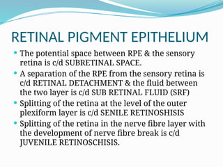 ANATOMY OF RETINA.pptx anatomy of retina | PPTX