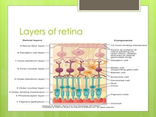Anatomy of Retina.pptx it's layers and functions | PPTX