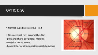 ANATOMY OF Retina details with intro-rao.pptx