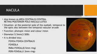 ANATOMY OF Retina details with intro-rao.pptx