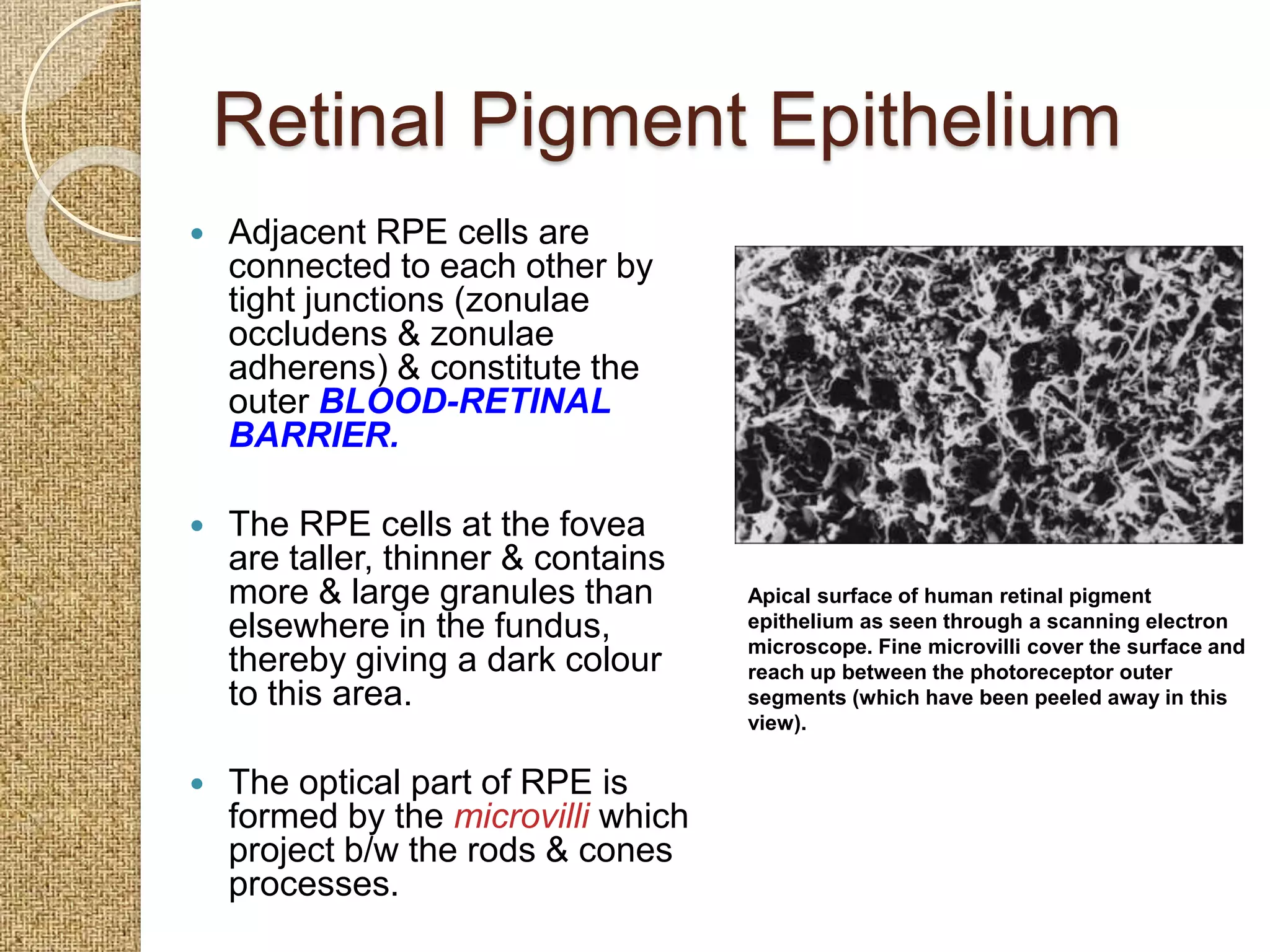 Anatomy of retina | PPTX