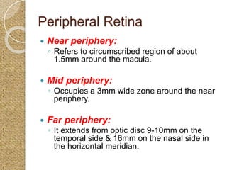 Anatomy of retina | PPTX