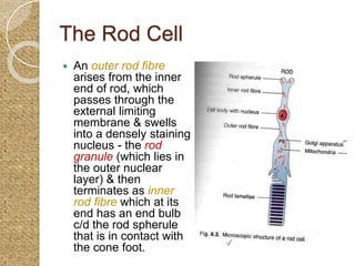 Rod Spherule Anatomy of retina | PPTX