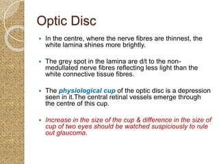 Anatomy of retina | PPTX