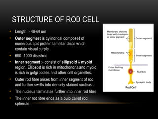 Anatomy of Retina and Visual pathway.pptx