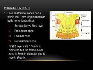 Interocular Area Anatomy of Retina and Visual pathway.pptx