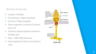 Anatomy of Retina by Robin Singh ( BMCO ) | PPT