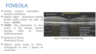 ANATOMY AND PHYSIOLOGY OF THE HUMAN RETINA | PPTX