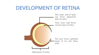 ANATOMY AND PHYSIOLOGY OF THE HUMAN RETINA | PPTX
