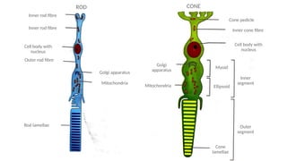 Rod Spherule ANATOMY AND PHYSIOLOGY OF THE HUMAN RETINA | PPTX
