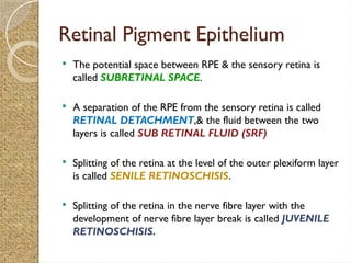 structural and functional Anatomy of retina.pptx