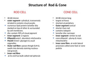Anatomy of Retina - BRIEF INTRODUCTION ABOUT ANATOMY | PPTX