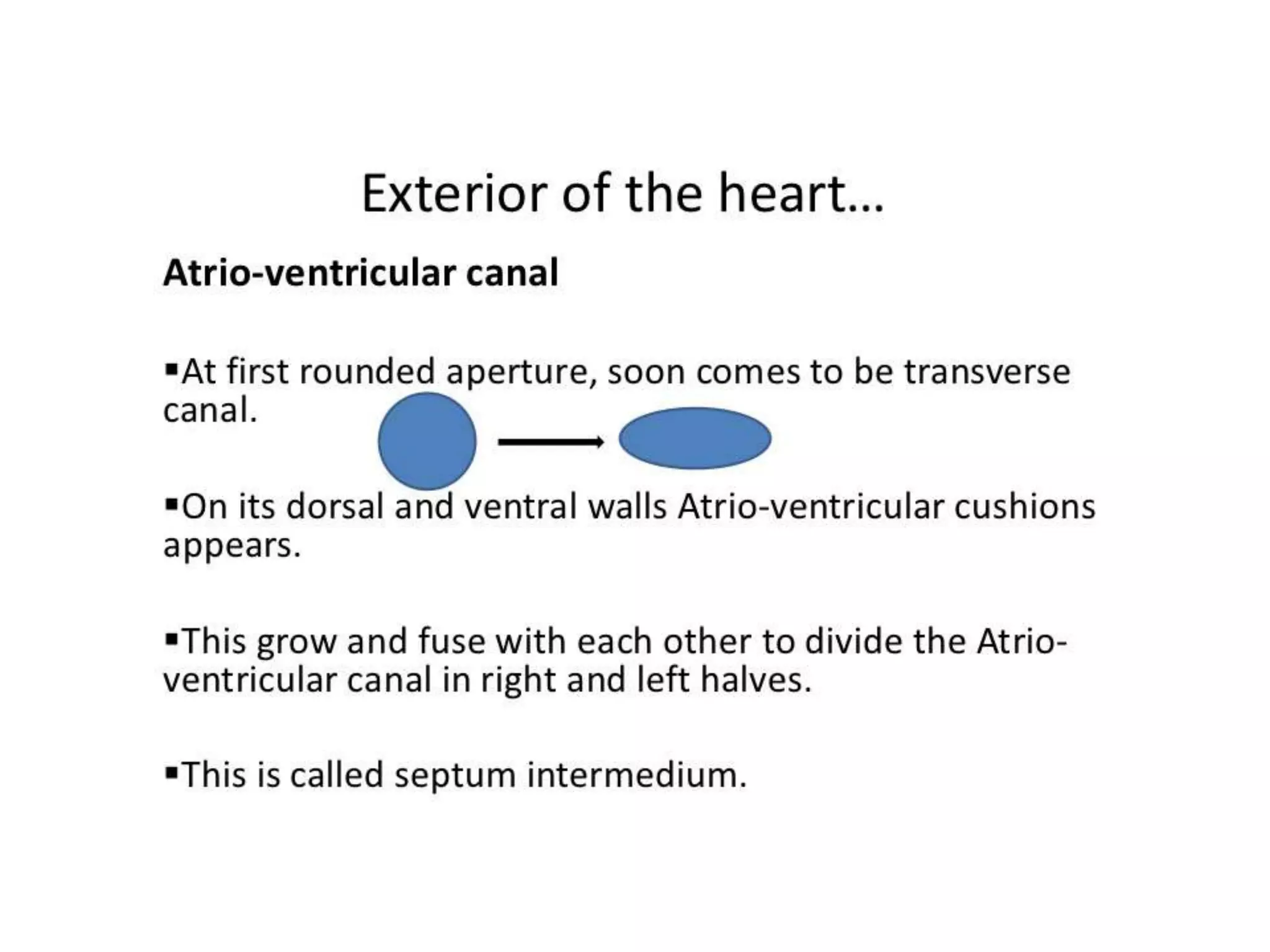 Anatomy of right atrium Biology Diagrams