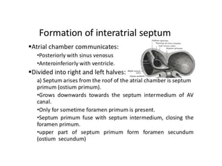 Primary Atrium Anatomy of right atrium | PPTX