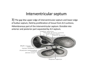 Atrium Skeleton Anatomy of right atrium | PPTX