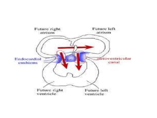 Primary Atrium Anatomy of right atrium | PPTX