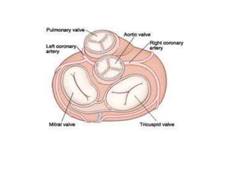 Primary Atrium Anatomy of right atrium | PPTX