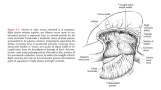Anatomy of Right Atrium and Right Ventricle- Dr. Garv.pptx
