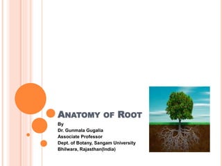 ANATOMY OF ROOT
By
Dr. Gunmala Gugalia
Associate Professor
Dept. of Botany, Sangam University
Bhilwara, Rajasthan(India)
 