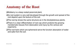 Anatomy of root and stem of mulberry plant.pptx