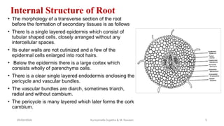 Triarch Root Anatomy of root and stem of mulberry plant.pptx