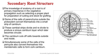 Anatomy of root and stem of mulberry plant.pptx