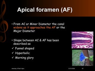 Anatomy of root apex | PPTX