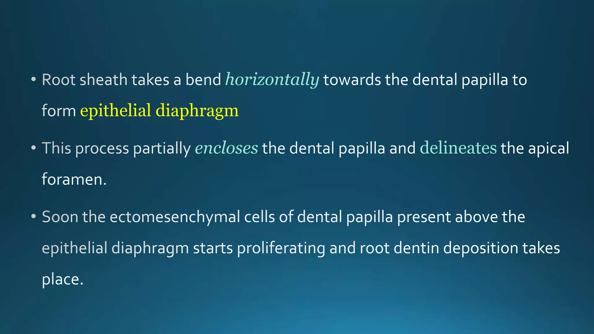 horizontally
epithelial diaphragm
encloses delineates
 