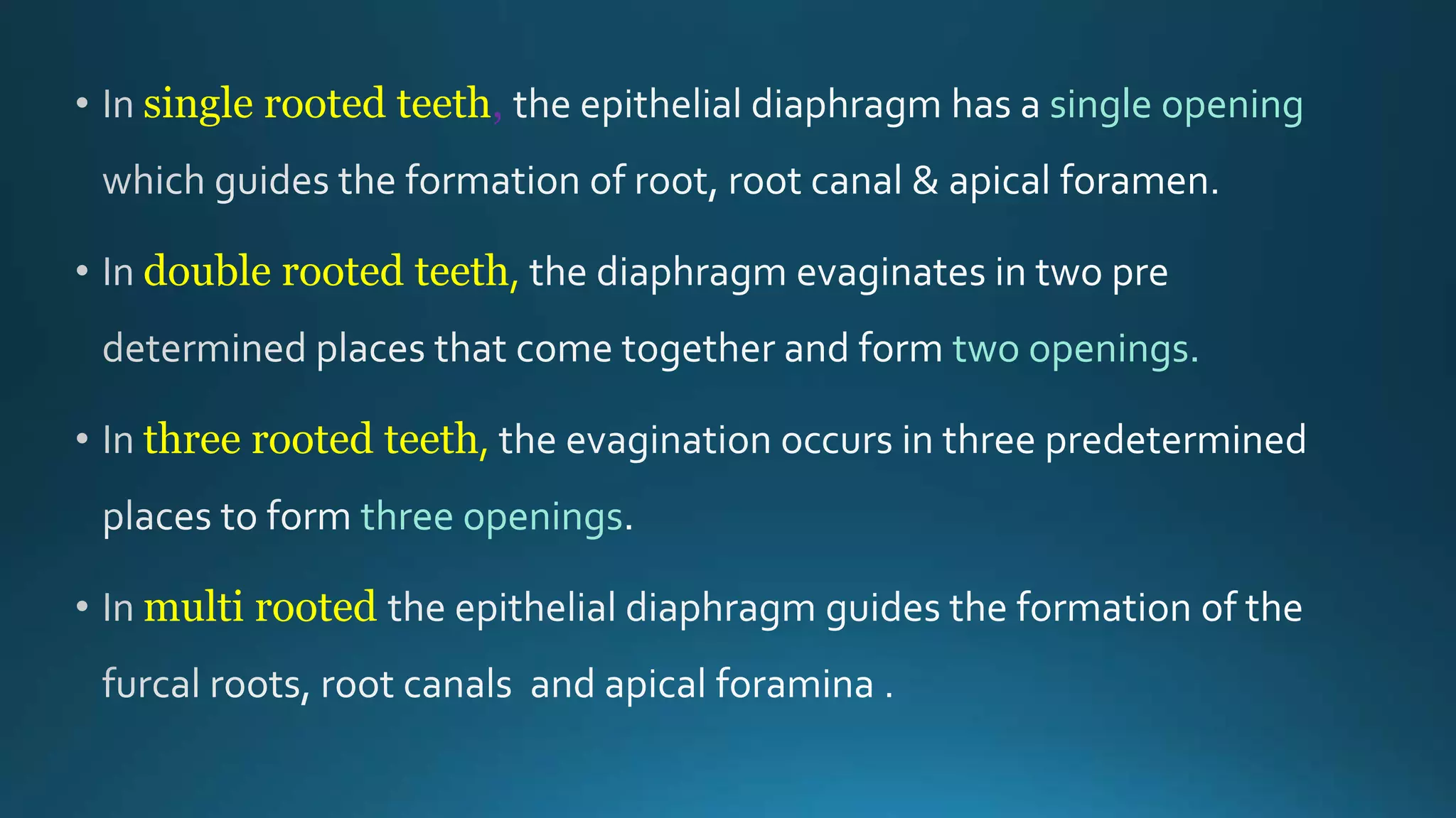 single rooted teeth, single opening
double rooted teeth,
two openings.
three rooted teeth,
three openings
multi rooted
 