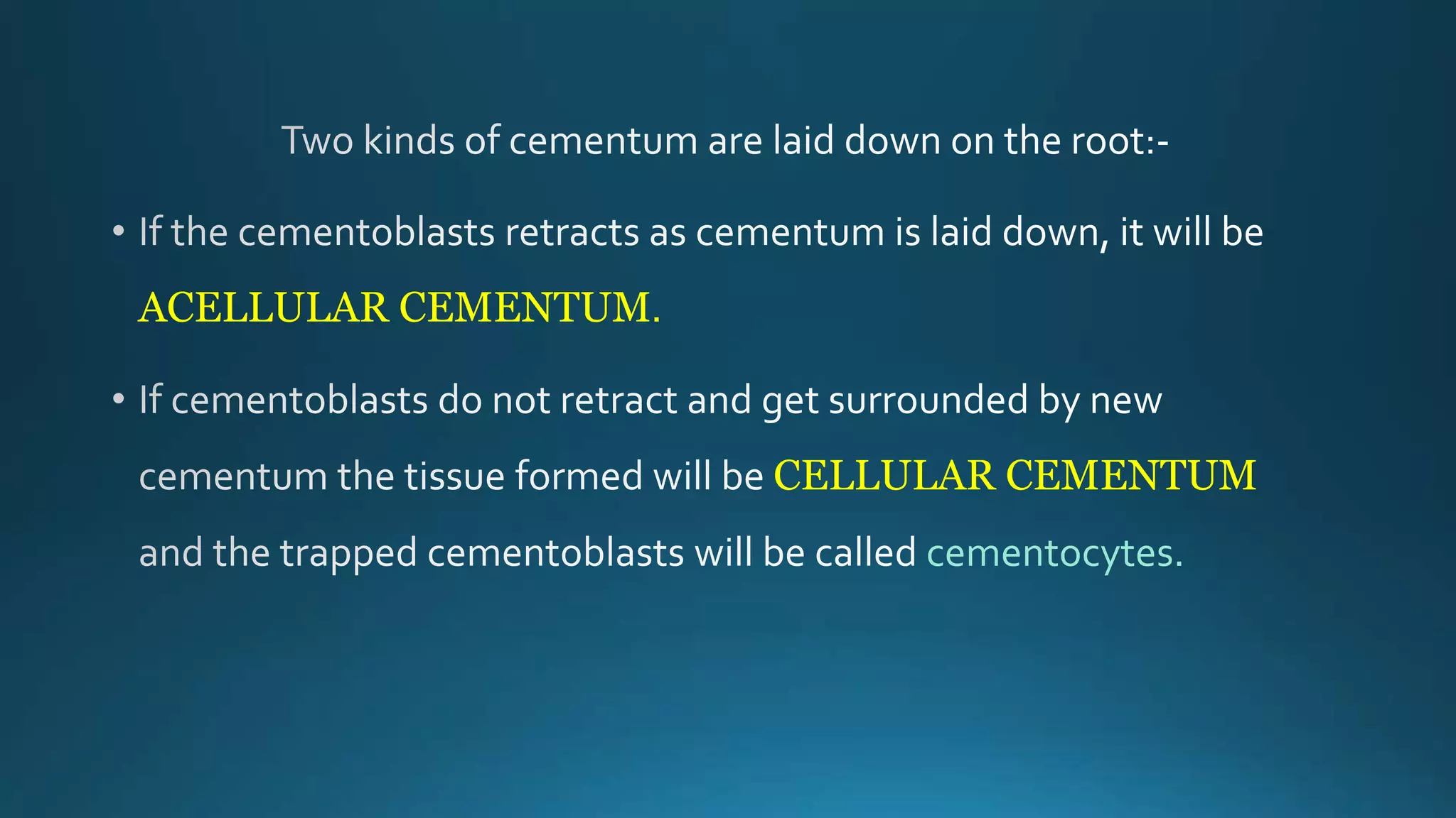 ACELLULAR CEMENTUM.
CELLULAR CEMENTUM
cementocytes.
 