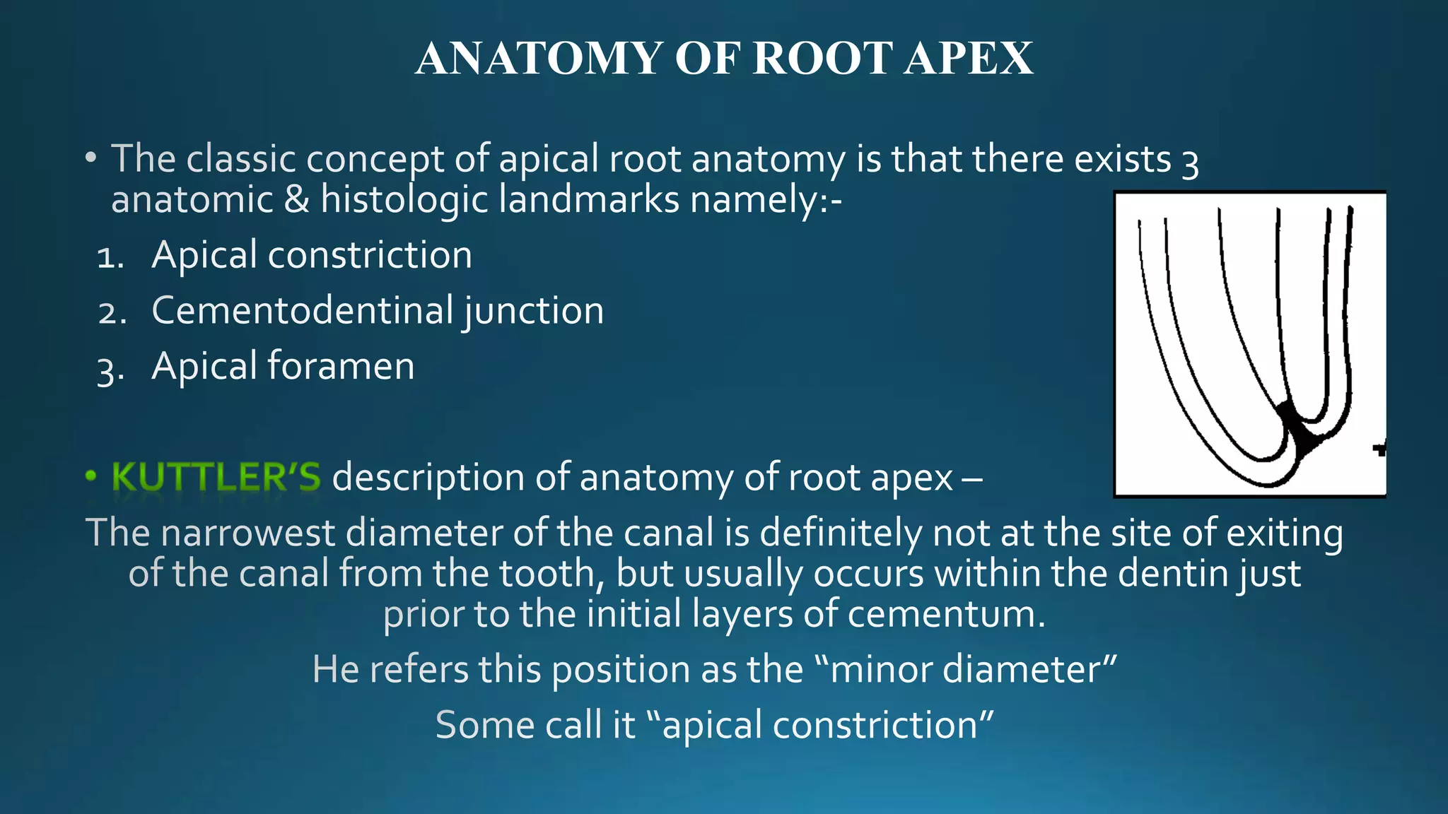 ANATOMY OF ROOT APEX
 