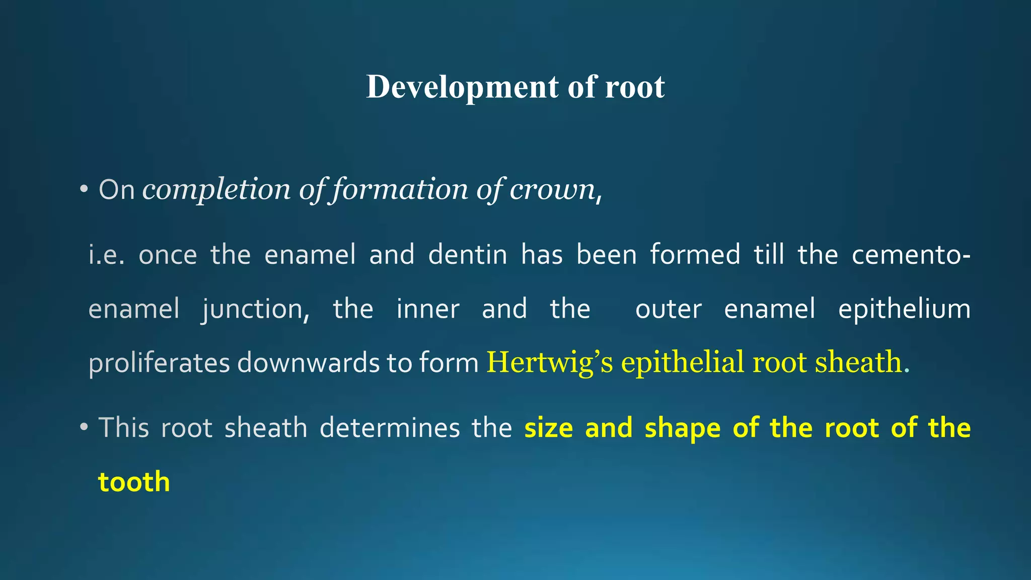 Development of root
Hertwig’s epithelial root sheath.
size and shape of the root of the
tooth
 