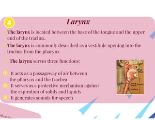 Anatomy of Respiratory System