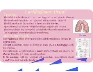 Anatomy of Respiratory System