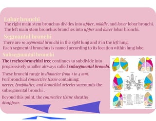 Anatomy of Respiratory System
