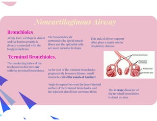 Anatomy of Respiratory System