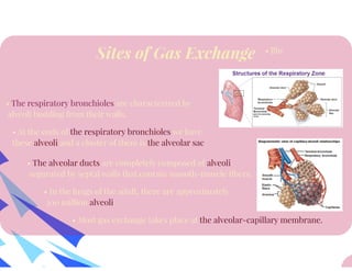 Anatomy of Respiratory System