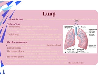 Anatomy of Respiratory System