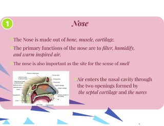 Anatomy of Respiratory System