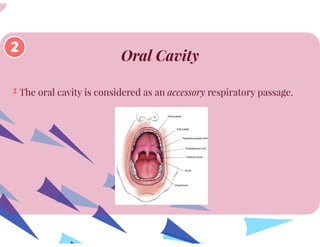 Anatomy of Respiratory System