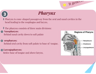 Anatomy of Respiratory System
