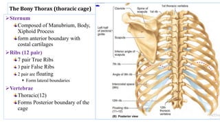 Lateral Boundary Rib anatomy of rspiratory system, 2022.ppt
