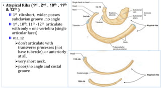 anatomy of rspiratory system, 2022.ppt