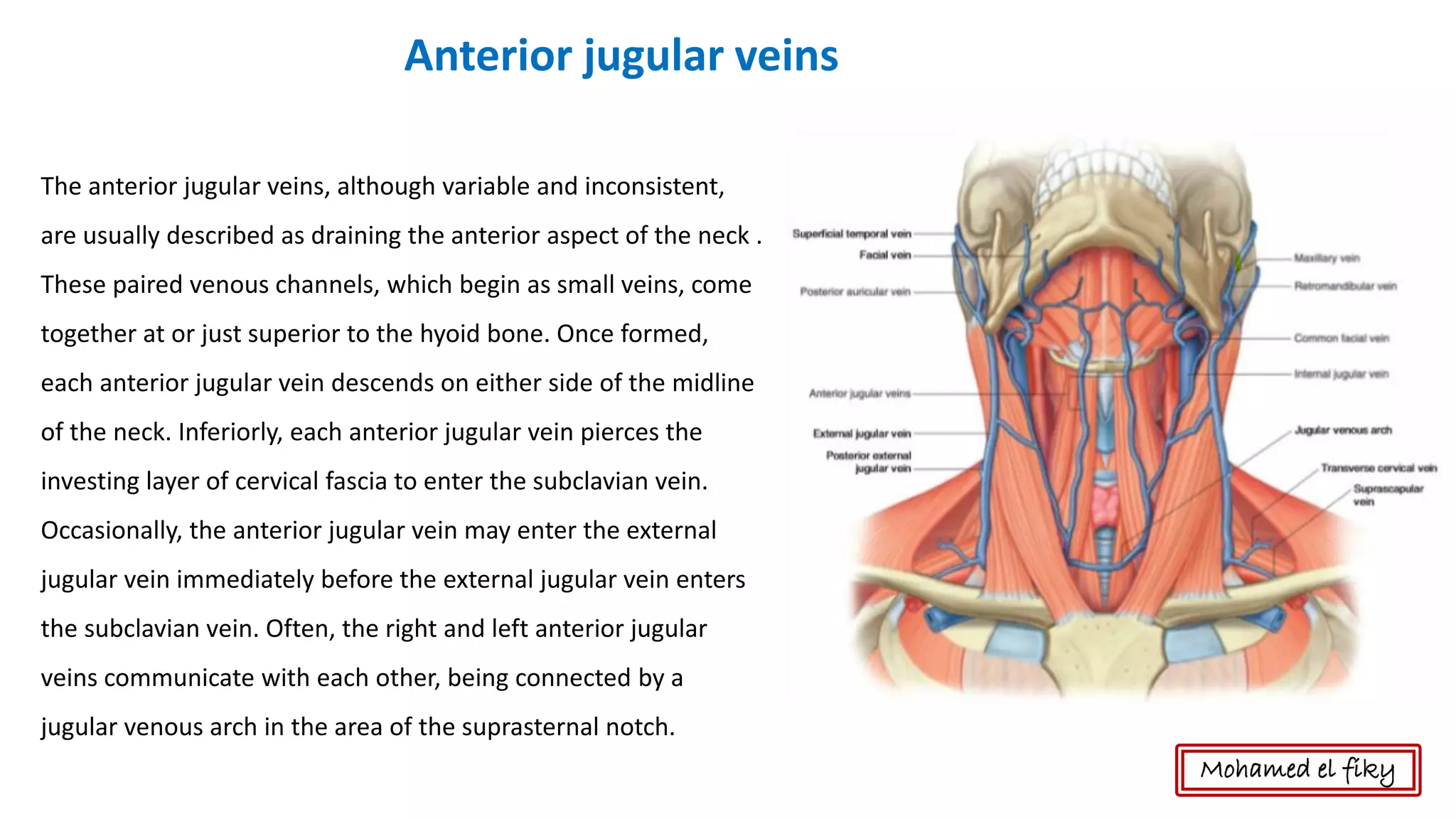 The anterior jugular veins, although variable and inconsistent,
are usually described as draining the anterior aspect of the neck .
These paired venous channels, which begin as small veins, come
together at or just superior to the hyoid bone. Once formed,
each anterior jugular vein descends on either side of the midline
of the neck. Inferiorly, each anterior jugular vein pierces the
investing layer of cervical fascia to enter the subclavian vein.
Occasionally, the anterior jugular vein may enter the external
jugular vein immediately before the external jugular vein enters
the subclavian vein. Often, the right and left anterior jugular
veins communicate with each other, being connected by a
jugular venous arch in the area of the suprasternal notch.
Anterior jugular veins
Mohamed el fiky
 